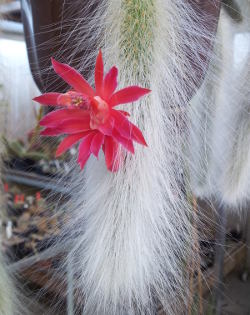 Cleistocactus colademononis in Blüte